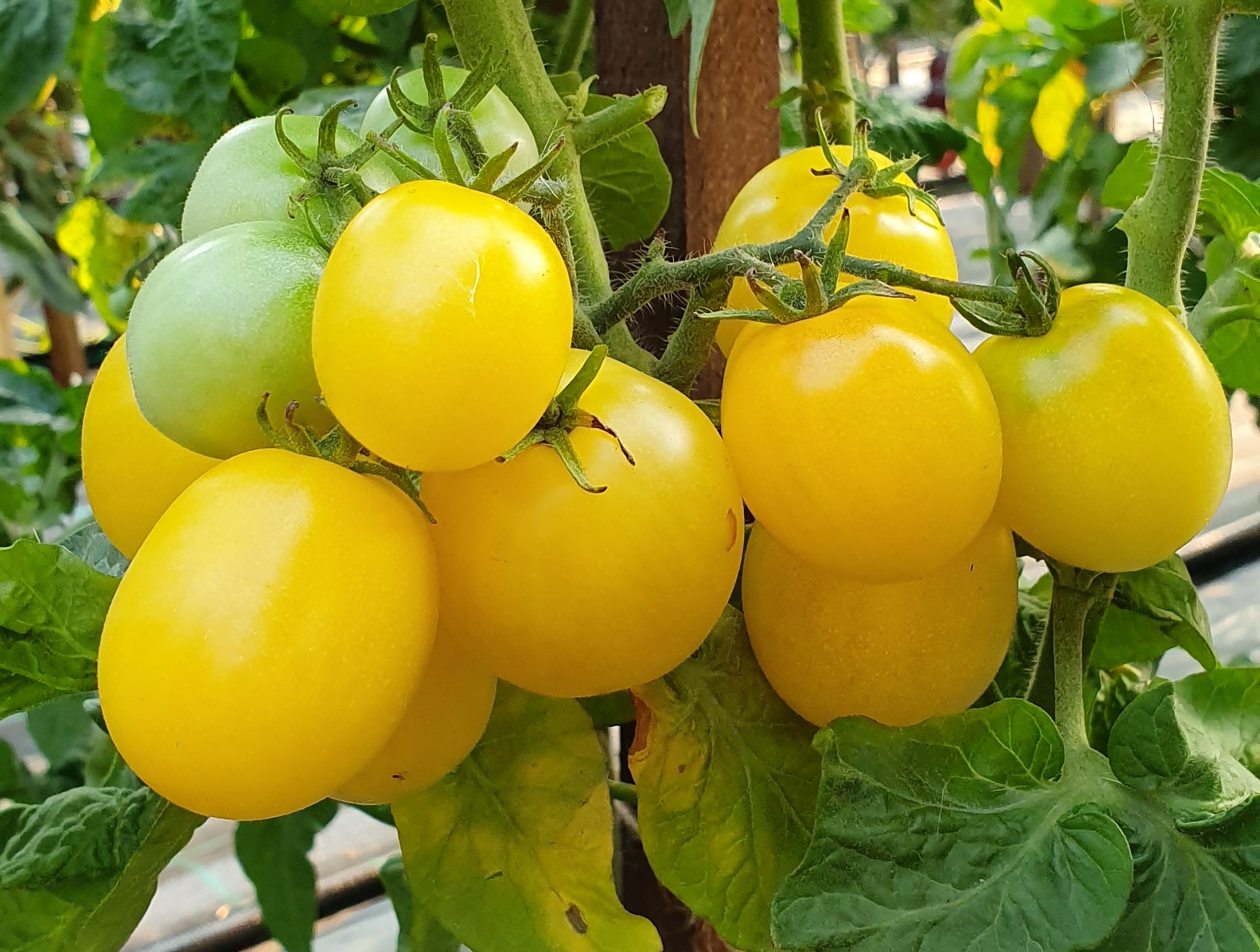 DWARF PROJECT: MANDURANG MOON Dwarf Project Tomato